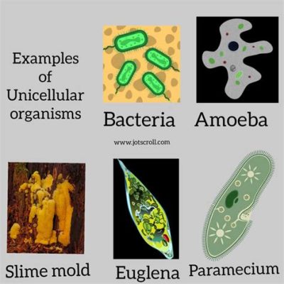  Actinophrys: Một sinh vật đơn bào có cấu trúc phức tạp đang thách thức định nghĩa về động vật!