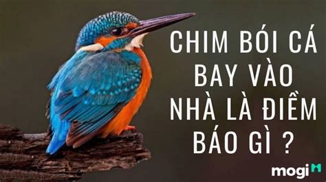  Bói Cá - Chim Mang Mùa Xuân Về!