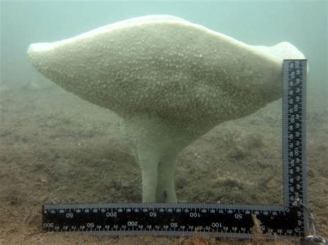  Jagged Sponge: A Marine Marvel Hiding Beneath the Waves!