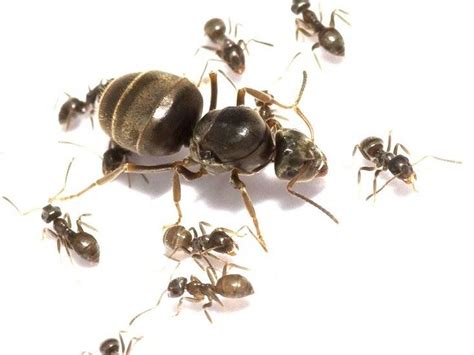  Lasius Niger: Những Kẻ Thợ Mỏ Ẩn Danh Phục Vụ Vương Quốc Kiến