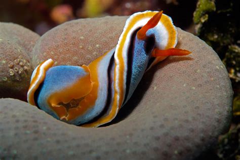  Nudibranch: A Master of Disguise That Can Steal Stinging Cells!