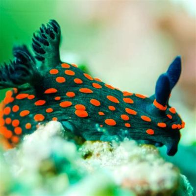  Nudibranch: A Slug Dressed to Kill, Slithering Through Coral Kingdoms!