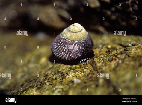  Periwinkle:  A Tiny Spiral-Shelled Mollusk That Lives Life at a Snail's Pace!