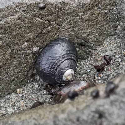  Trạch (Turban Snail) - Một Loài Mnemiosidae Nổi Tiếng Trên Bãi Biển Với Vẻ Ngoại Hình Gợi Ý Cái Mũ Thân