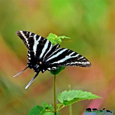  Zebra Swallowtail! These Majestic Butterflies Embrace Florid Meadows and Exude Regal Elegance