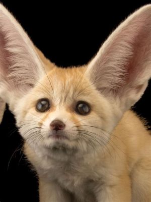  Fenec Fox! This Small Desert Fox Is Known For Its Enormous Ears And Remarkable Night Vision