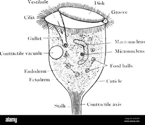  Gilbertiella! Một Ciliophora Mío Ng oddly Shaped Living Like Tiny Ocean Explorers