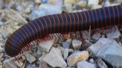  Imposter Millipede: A Crawling Curiosity With Legs For Days!