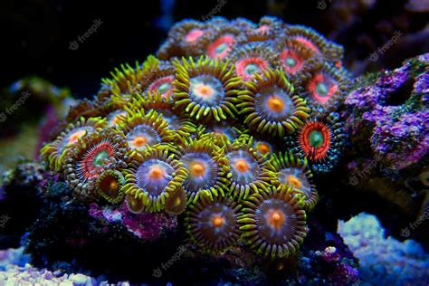  Isotrophina! A Colorful Coral Colony Living Like Underwater Apartments