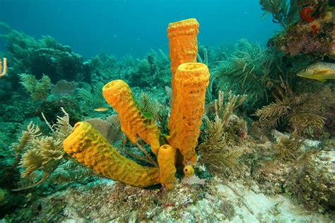  Lophocalyx! A Sponge That Looks Like It Belongs in a Fantasy Novel