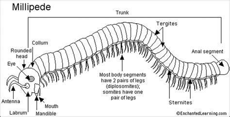  Nototrogus! This Nocturnal Myriapod Lurks Underneath Logs and Stones with Many Legs Awaiting its Prey