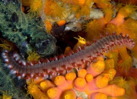  Polychaete Paris: A Deep Dive into the World of Bristle Worms!