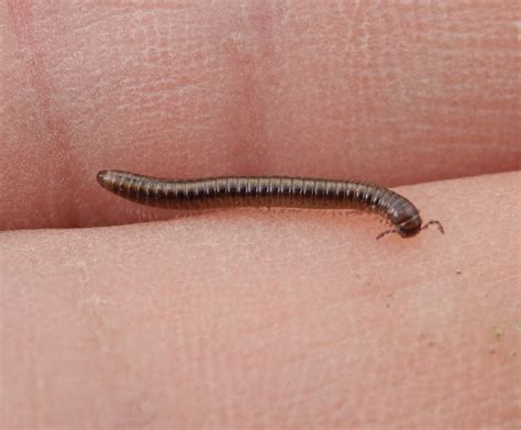  Quilling Millipede: A Tiny, Armored Tank Hiding in Your Backyard!