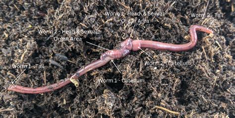  Redingia: A Worm That Wigs Out Over Worms?!