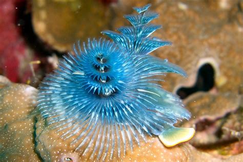  Sabellid Worm: This Tube-Dwelling Marvel Boasts a Feathery Crown!