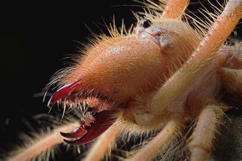  Solifugae: Con vật có bộ hàm mạnh mẽ và khả năng chạy nhanh như chớp!