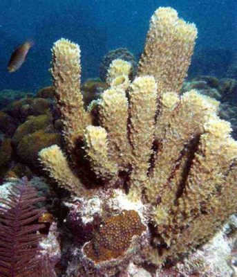  Unelaborated Underwater Wonders: Can You Guess This Spiky Sponge's Unusual Eating Habits?