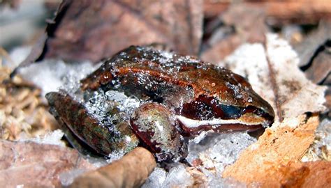  Wood Frog:  A Tiny Amphibian That Can Literally Freeze Solid Then Thaw Back To Life!