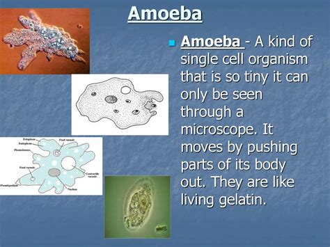  Xanthamoeba! A Single-Celled Organism That Moves Like a Tiny Amoebic Blob