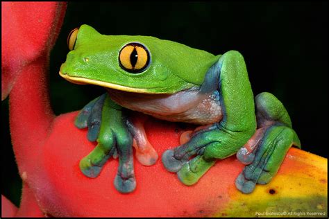  Yellow-Eyed Tree Frog: A Pocketful of Bright Yellow Joy that Leaps Through the Canopy!