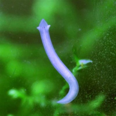  Yezoech worm: A Tiny Hunter Lurking in Freshwater Environments!